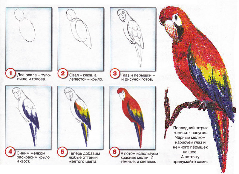 Как нарисовать волнистого попугая карандашами и красками поэтапно