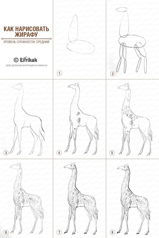 Как нарисовать жирафа поэтапно для детей — Пошаговые уроки рисования