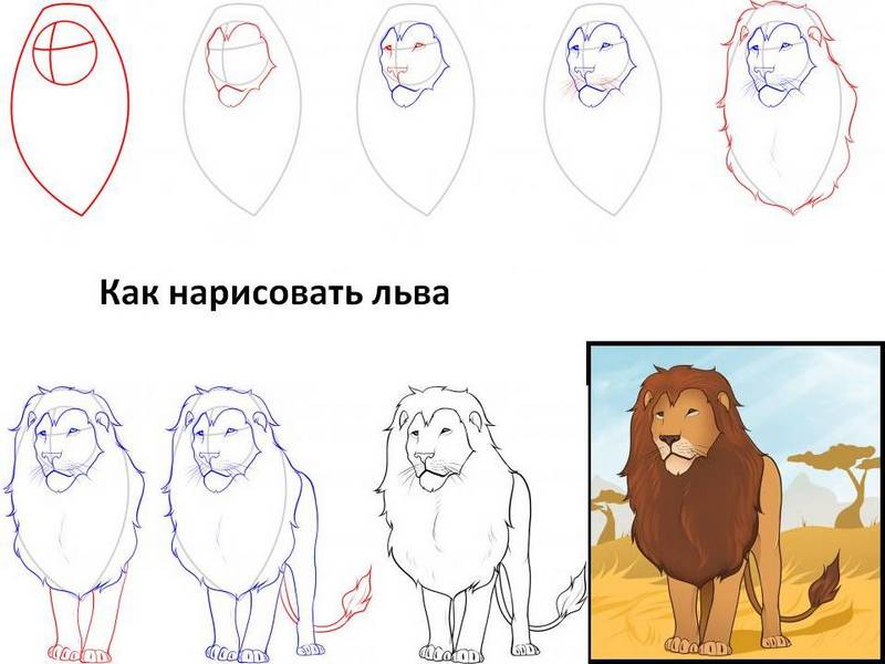Как нарисовать льва карандашом | Статьи ПроКурсы