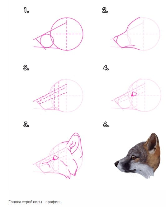 как нарисовать морду лисы в профиль