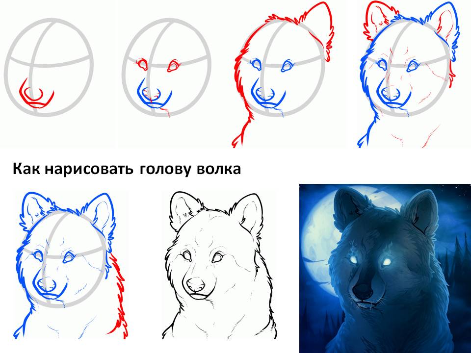 Как нарисовать волка: пошаговая инструкция